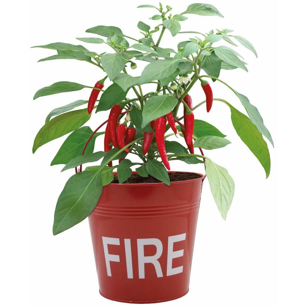 Flaming Hot Fire Bucket Chilli Pepper Seed Grow Kit 5055128619370